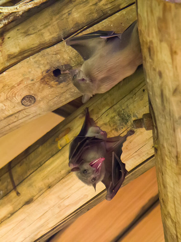 Close up group of small bat, hanging upside down