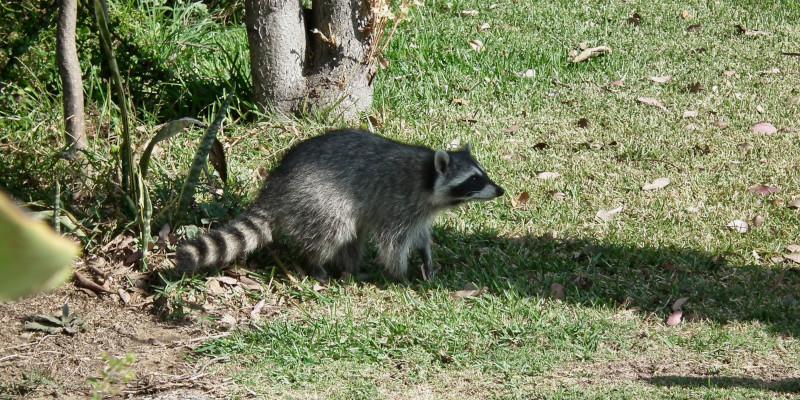 Raccoon Infestation in Cary, North Carolina