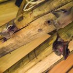 Bat Removal in Morrisville, North Carolina