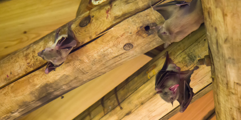 Bat Removal in Cary, North Carolina