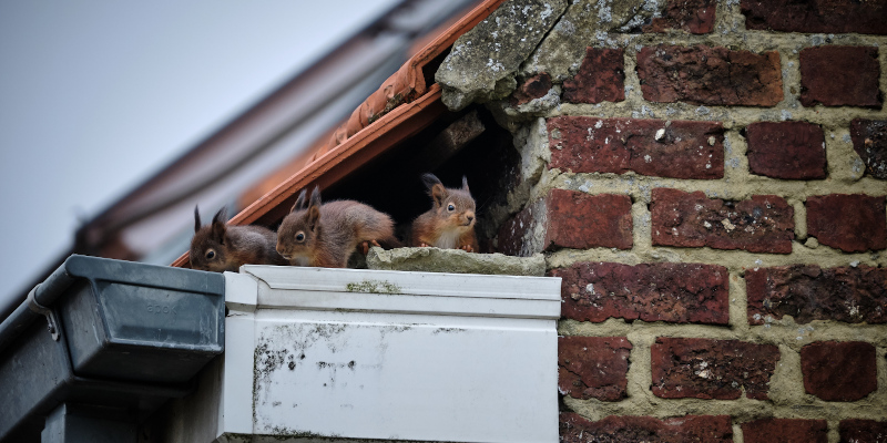 Wildlife Removal in Holly Springs, North Carolina