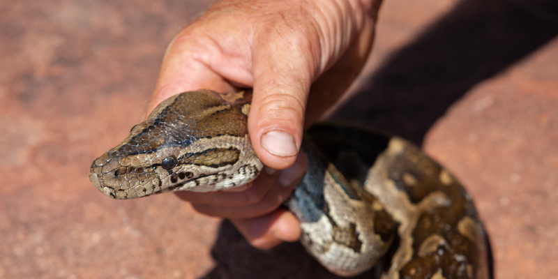 Emergency Wildlife Removal in Clayton, North Carolina
