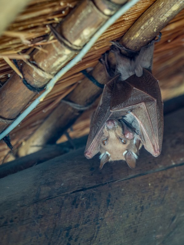 Close up group of small bat, hanging upside down