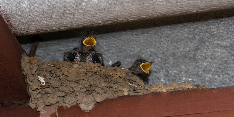 Wildlife in Attics in Apex, North Carolina
