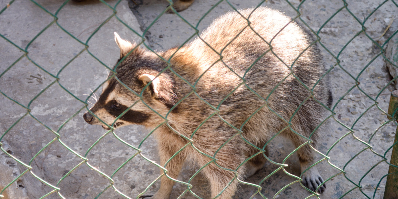Raccoon Removal in Morrisville, North Carolina