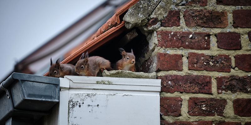 Wildlife Prevention: 3 Tips for Keeping Critters Out of Your Home