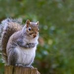 Do You Have a Squirrel Problem?