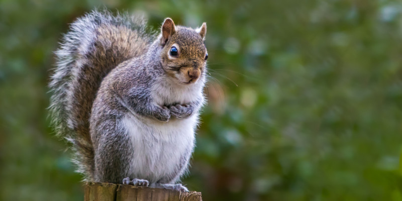 Do You Have a Squirrel Problem?