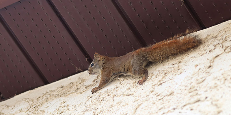 Getting Squirrels out of Attics in a Nutshell — Wildlife Company LLC