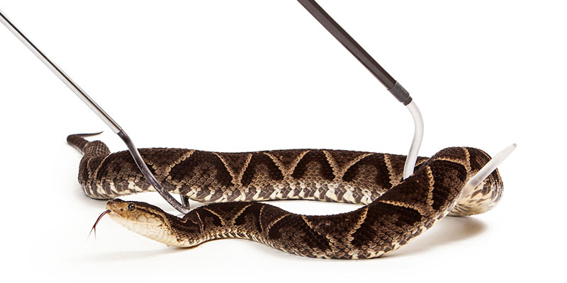 Snake Removal: What to Do If a Snake Gets Into Your Home