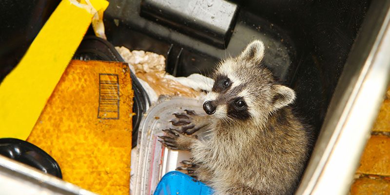 How to Deal with a Raccoon Infestation