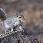 Squirrel Removal in Morrisville, North Carolina