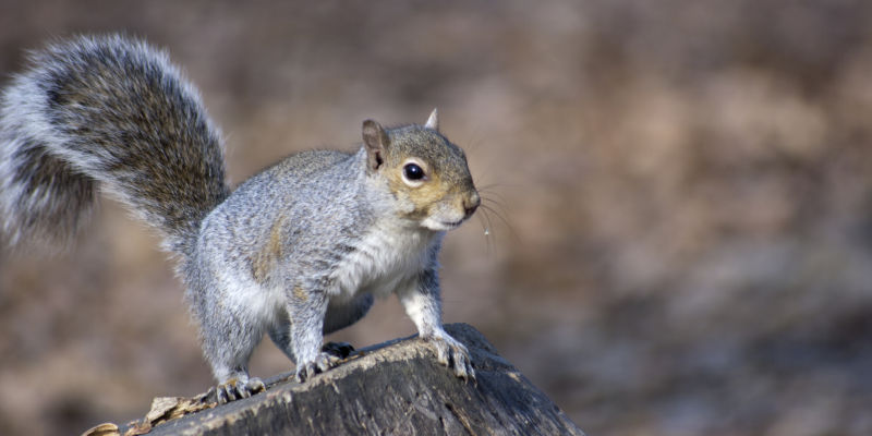 Squirrel Removal in Holly Springs, NC