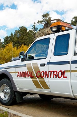 Why You Should Call Professionals for Dead Animal Removal
