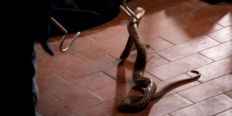 Snake Removal in Fuquay-Varina, North Carolina