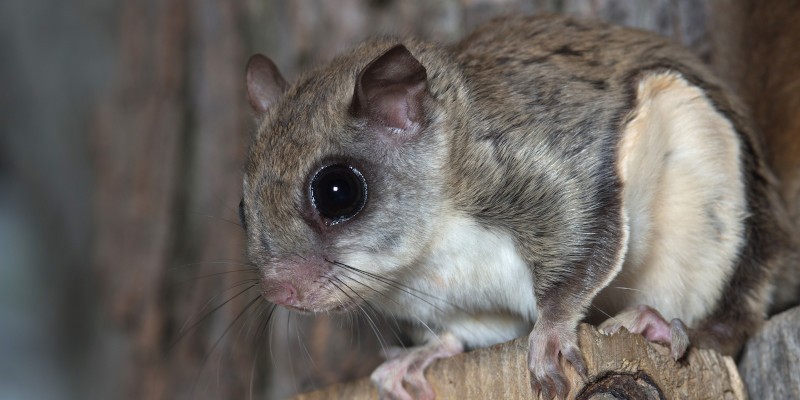 Flying Squirrel Removal in Cary, North Carolina