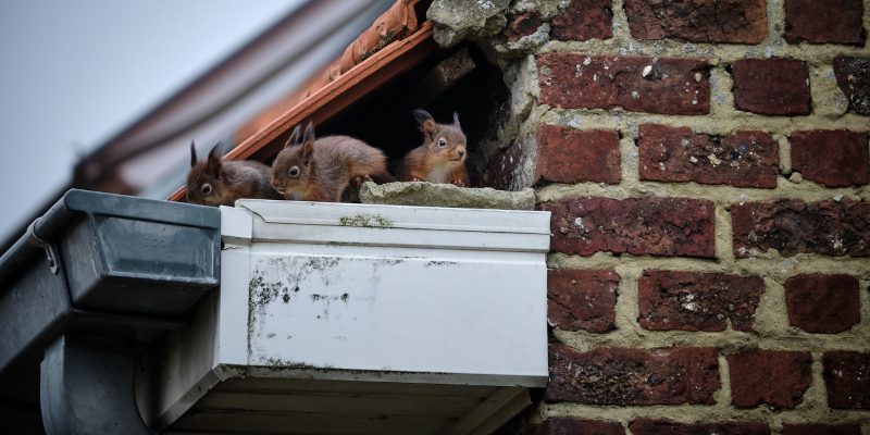 Squirrel Removal: You Need a Professional!