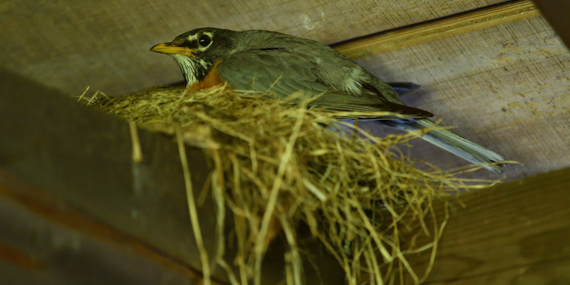 Three Reasons You Shouldn’t Wait on Bird Removal