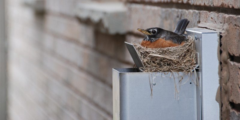 Bird in Vent in Holly Springs, North Carolina