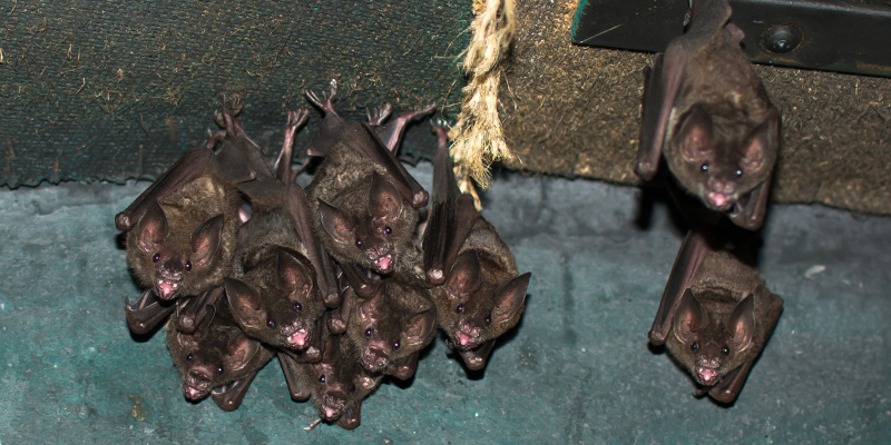 Is Bat Removal Really That Critical?