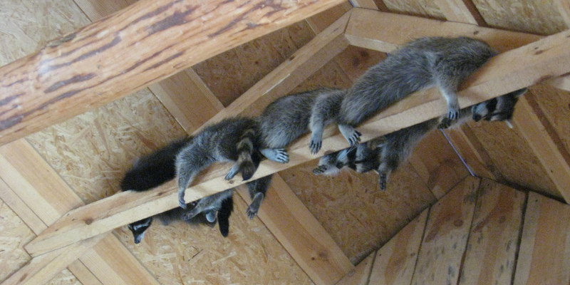 Do You Know These Signs of Raccoon Infestation?