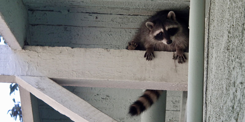 Emergency Wildlife Removal: Remove Unwanted Guests From Your Home