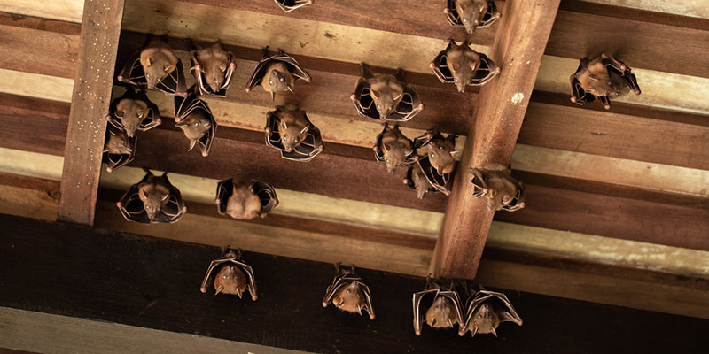 Call the Experts for Bat Removal from Your Home