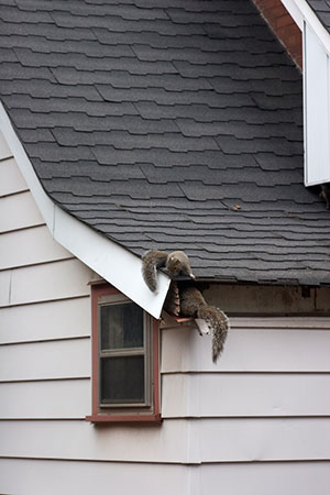 Save Your Home with Squirrel Removal