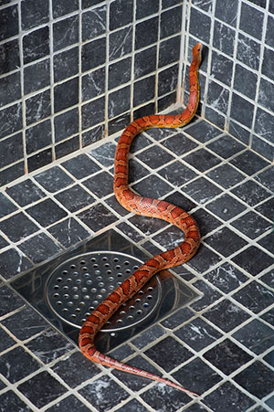 Regain Peace of Mind in Your Home with Snake Removal