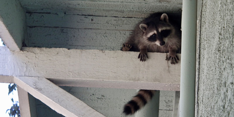 Dangers of a Raccoon Infestation in Your Home