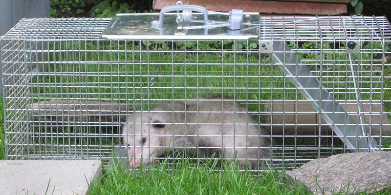 Why Critter Trapping Should be Humane