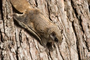 Flying Squirrel Removal: Why You Should Involve the Pros