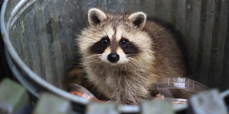 Humane Wildlife Removal Processes