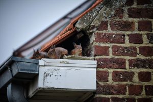 Signs You Need to Call for Wildlife Removal