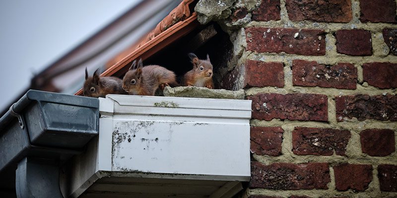 Signs You Need to Call for Wildlife Removal
