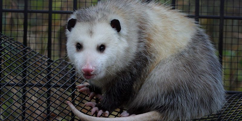 Baiting for Critter Trapping