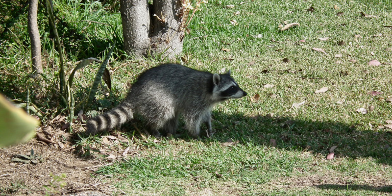 Wildlife Removal