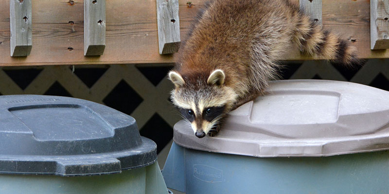 Raccoon Removal Guide: What to Expect from Us