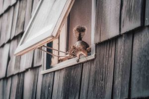 Squirrel Removal 101: What Homeowners Should Know