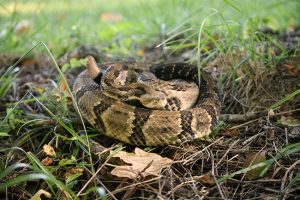 Choosing the Right Snake Removal Expert: 4 Key Considerations
