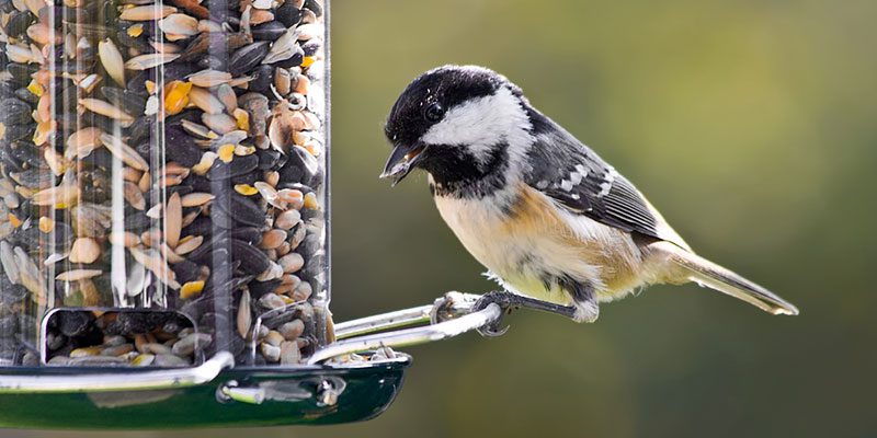 Proactive Wildlife Prevention Tips Every Homeowner Should Know