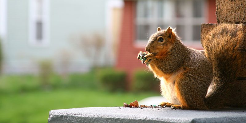 4 Squirrel Removal Myths Debunked