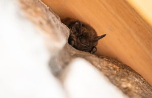 Why You Should Call Experts for Bat Removal