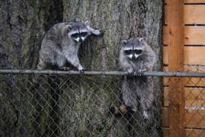 How Emergency Wildlife Removal Helps You Live Harmoniously with Nature