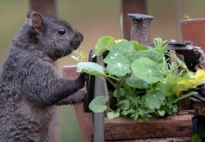 Keep Critters Away from Your Home with These Humane Wildlife Prevention Tips
