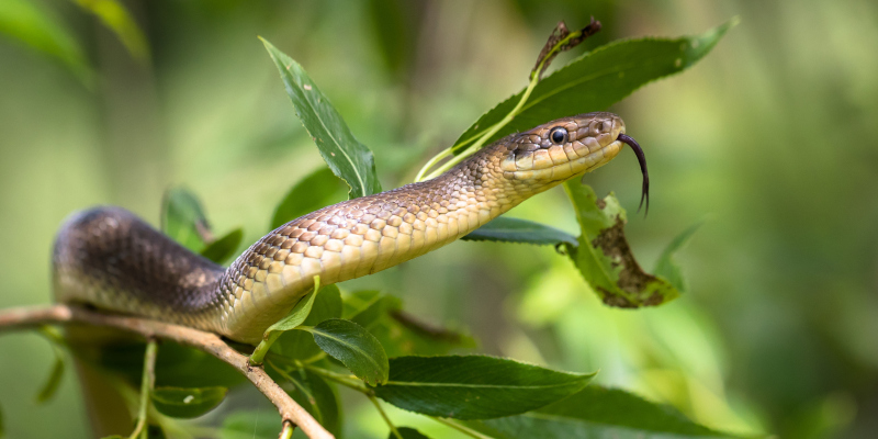 Staying Calm and Calling for Snake Removal