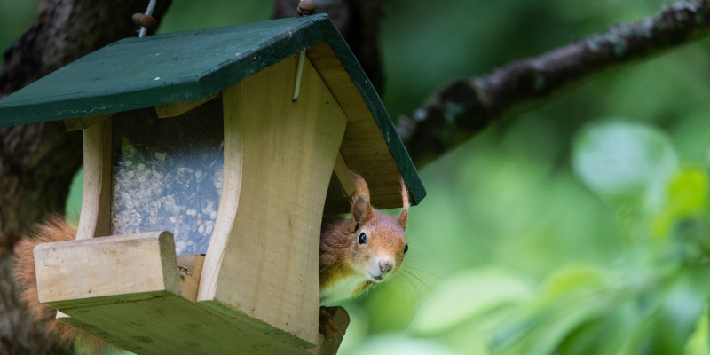 When Is It Time for Squirrel Removal?