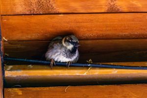 Protect Yourself and Your Songbirds With Bird Removal